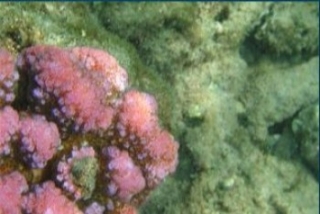 Source submergée 